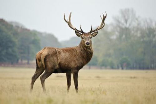1314981-Cerf